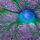 Une cellule souche neurale de souris en croissance. (Photo by NIH / IMAGE POINT FR / IMAGE POINT FR / BSIP via AFP)