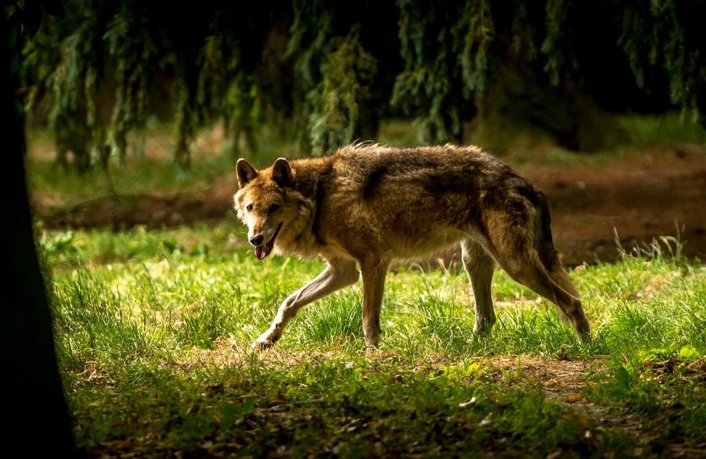 Le Parquet rappelle que «le loup est une espèce strictement protégée en France». 